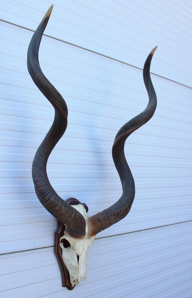 Grote schedel KUDU ANTILOPE op houten schild (ref. K), Verzamelen, Ophalen, Gebruikt, Wild dier, Schedel