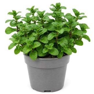 Marokkaanse munt in 20 cm pot., Ophalen, Volle zon, Vaste plant, Kruiden