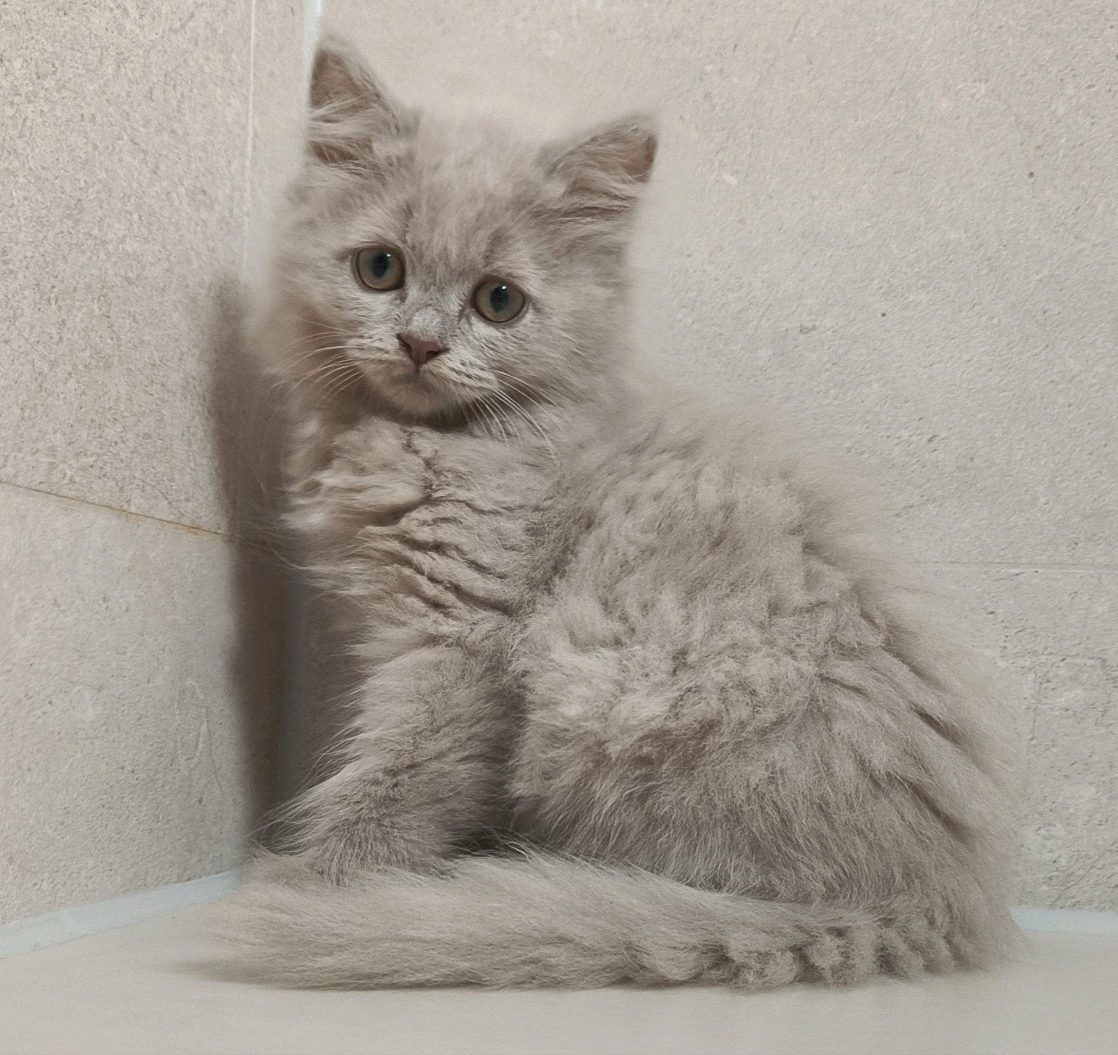 Prachtige lilac Brits langhaar, super lief poesje, Dieren en Toebehoren, Katten en Kittens | Raskatten | Langhaar, Poes, Ontwormd