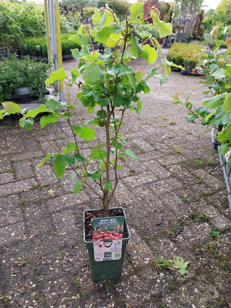 Biologische Rode Zellernoot Hazelnootboom - Corylus Avellana, Ophalen, Lente, Overige soorten, Volle zon