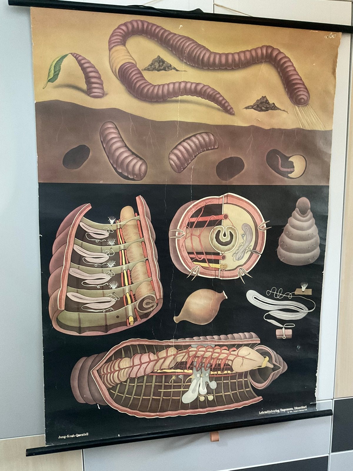 Vintage Biologie Schoolplaat Regenworm (1955/1976), Ophalen, Natuur en Biologie