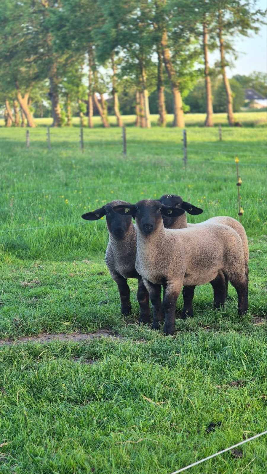 Suffolk stamboek ooilammeren, Dieren en Toebehoren, Schapen, Geiten en Varkens, Vrouwelijk, Schaap
