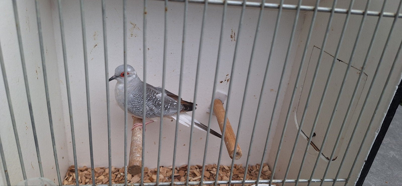 diamant duifje, Dieren en Toebehoren, Meerdere dieren