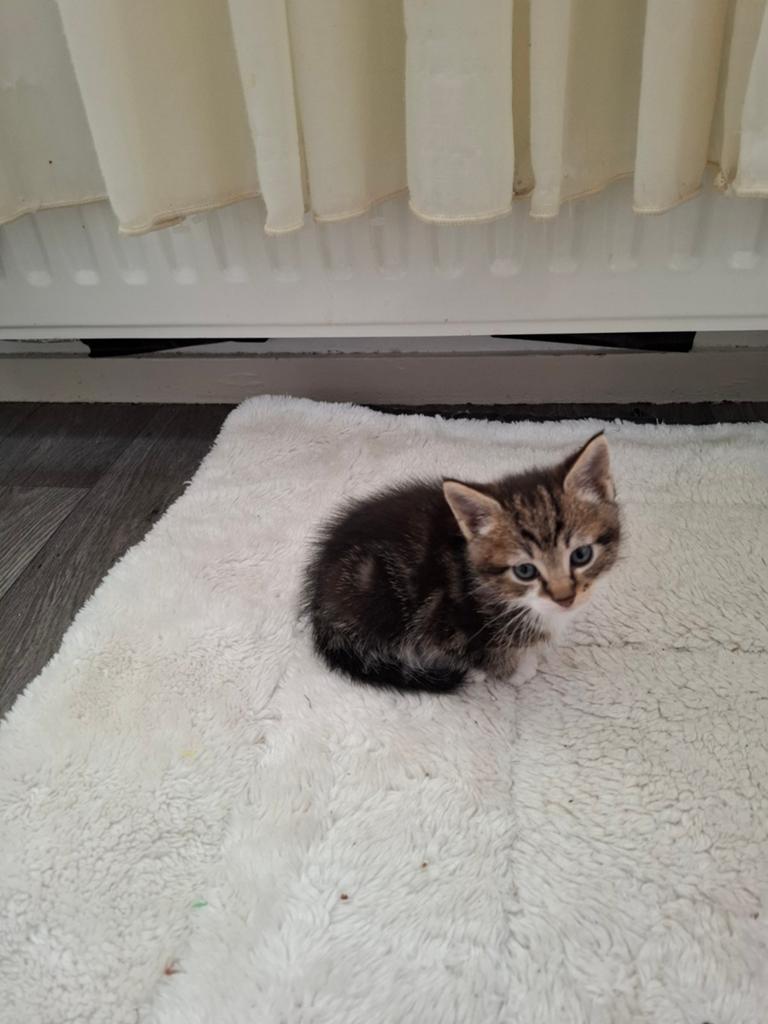 Jonge kittens, Dieren en Toebehoren, Katten en Kittens | Overige Katten, Kater
