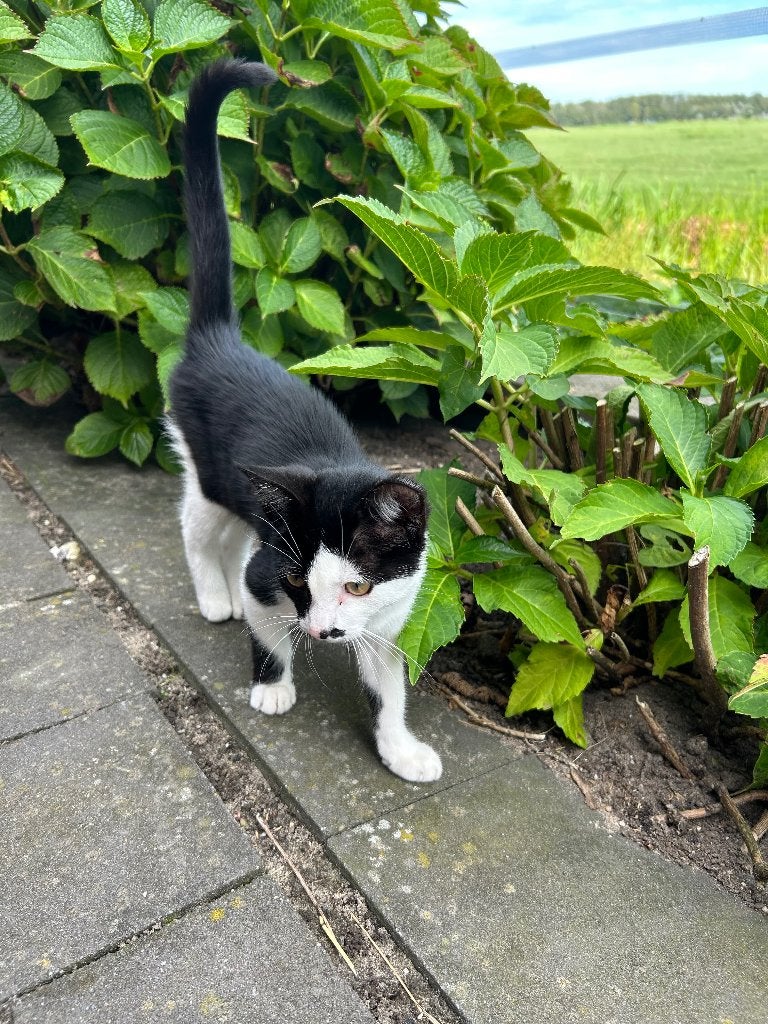 Jong kitten, Dieren en Toebehoren, Geslacht onbekend, Kortharig, 0 tot 2 jaar