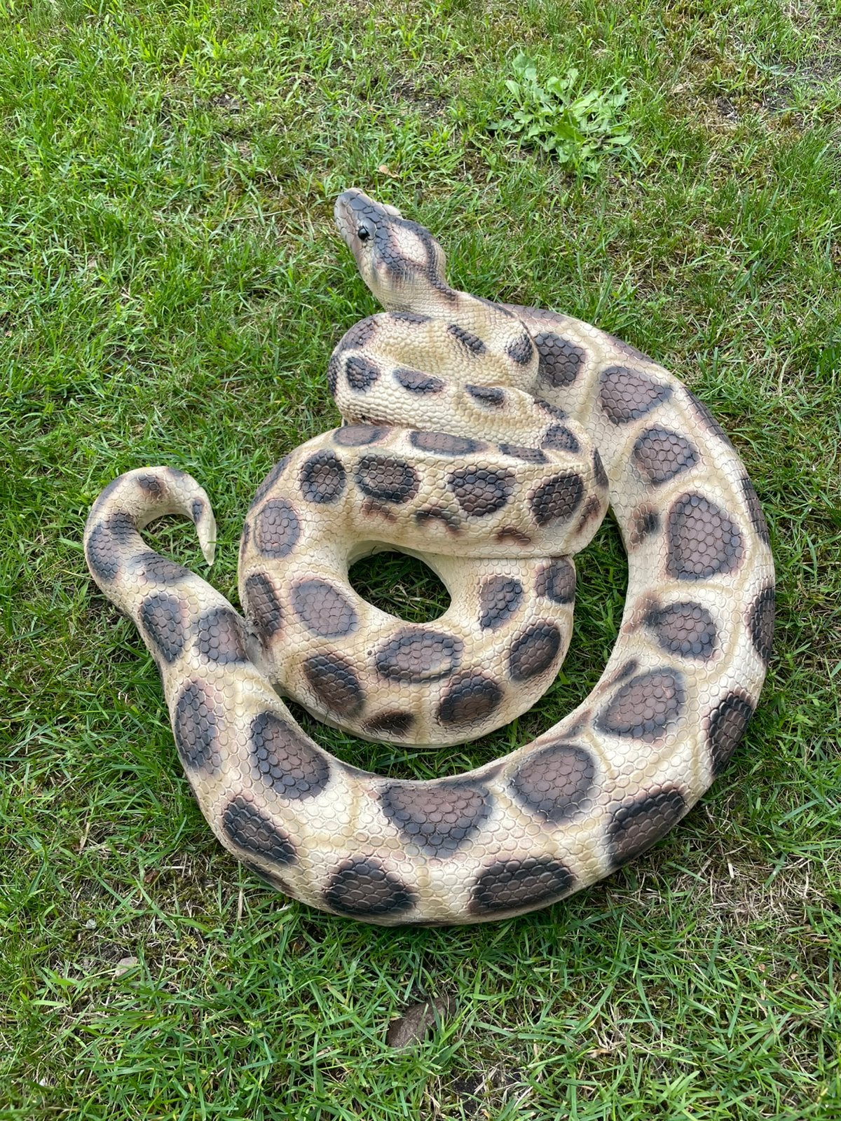 Slang beeld tuin vijver reptiel snake, Slang, 0 tot 2 jaar