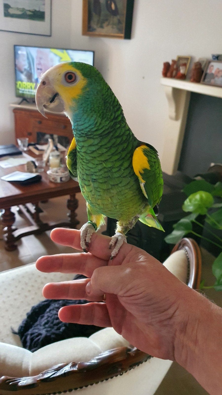 Geelschouderamazone Man, Dieren en Toebehoren, Mannelijk, Papegaai, Pratend