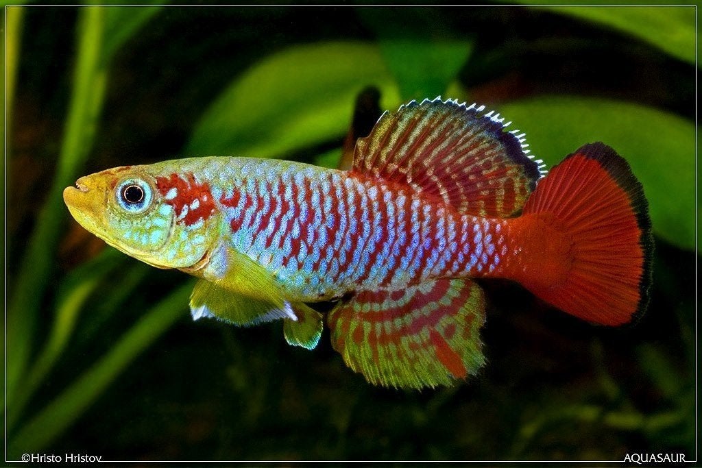 Nothobranchius Guentheri Zanzibar (Killivis), Dieren en Toebehoren, Ophalen