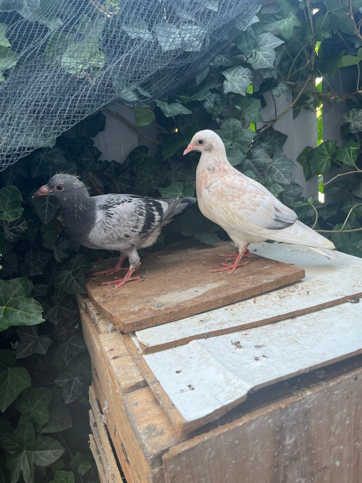 Jongen duiven te koop, Meerdere dieren, Overige soorten