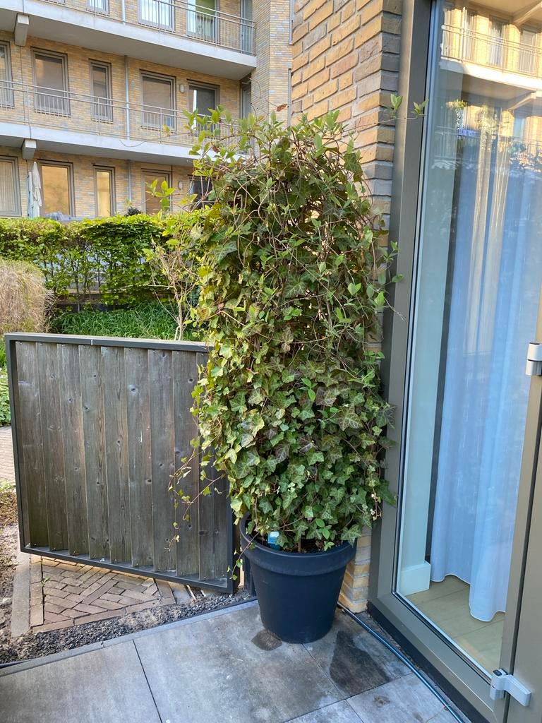 Grote pot met klimop - ruim 2 meter hoog, Ophalen, Vaste plant, Halfschaduw, Klimplanten