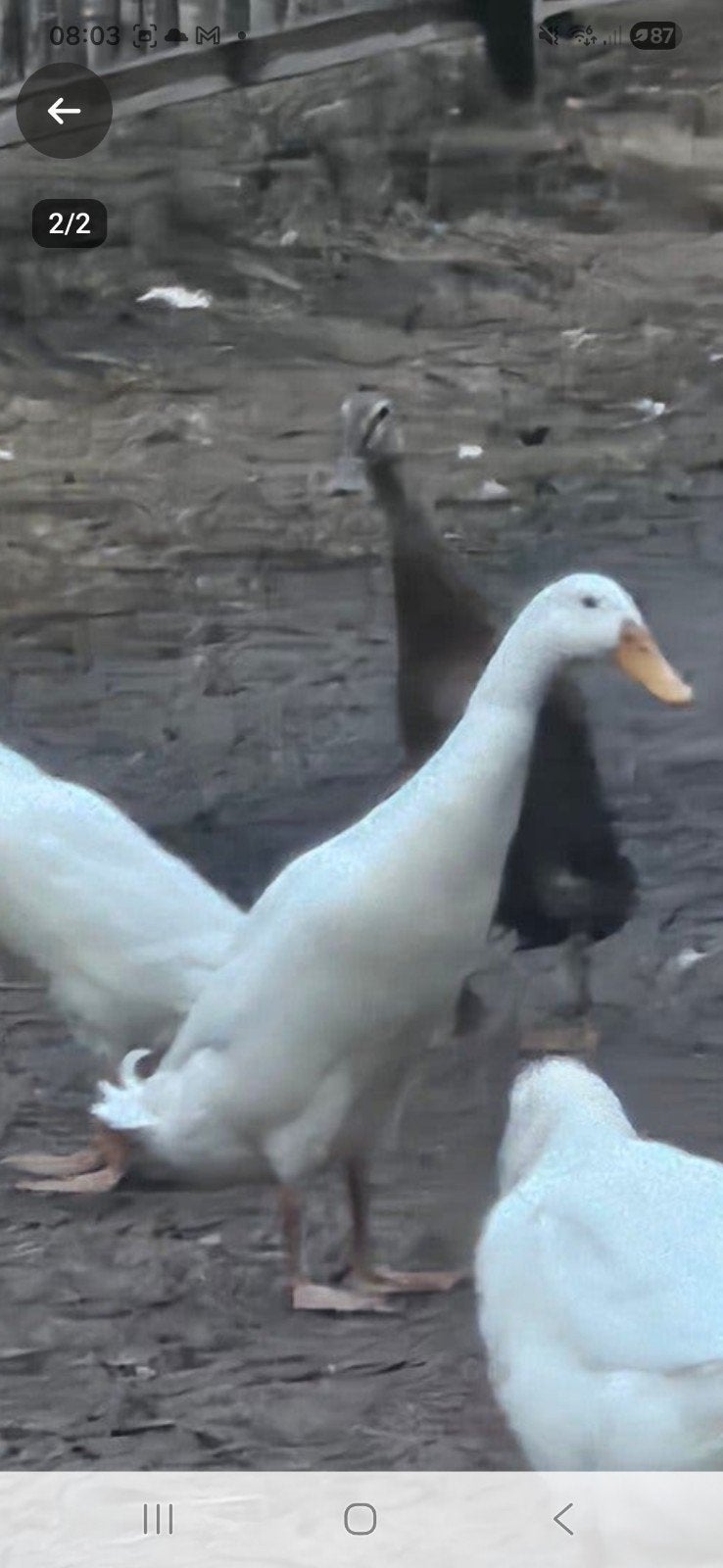 eendjes, Mannelijk, Eend