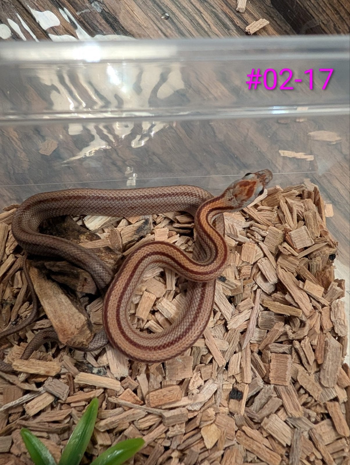 Jonge Diffused Mask rattenslangen Rat Snake photo 4