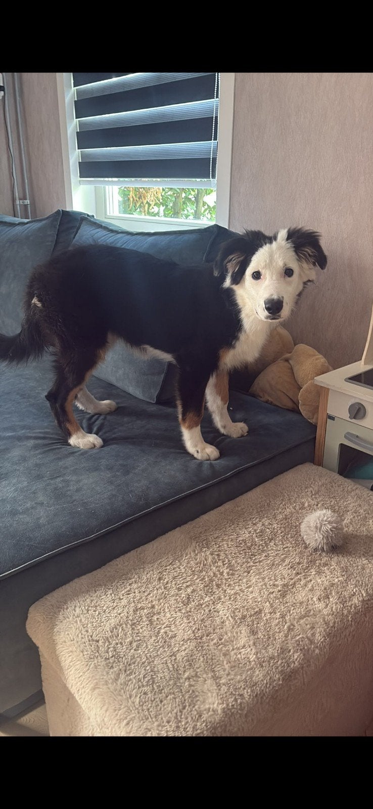 puppy te koop Border collie x Australische herder, 15 weken tot 1 jaar, Teef, Eén hond, Middel