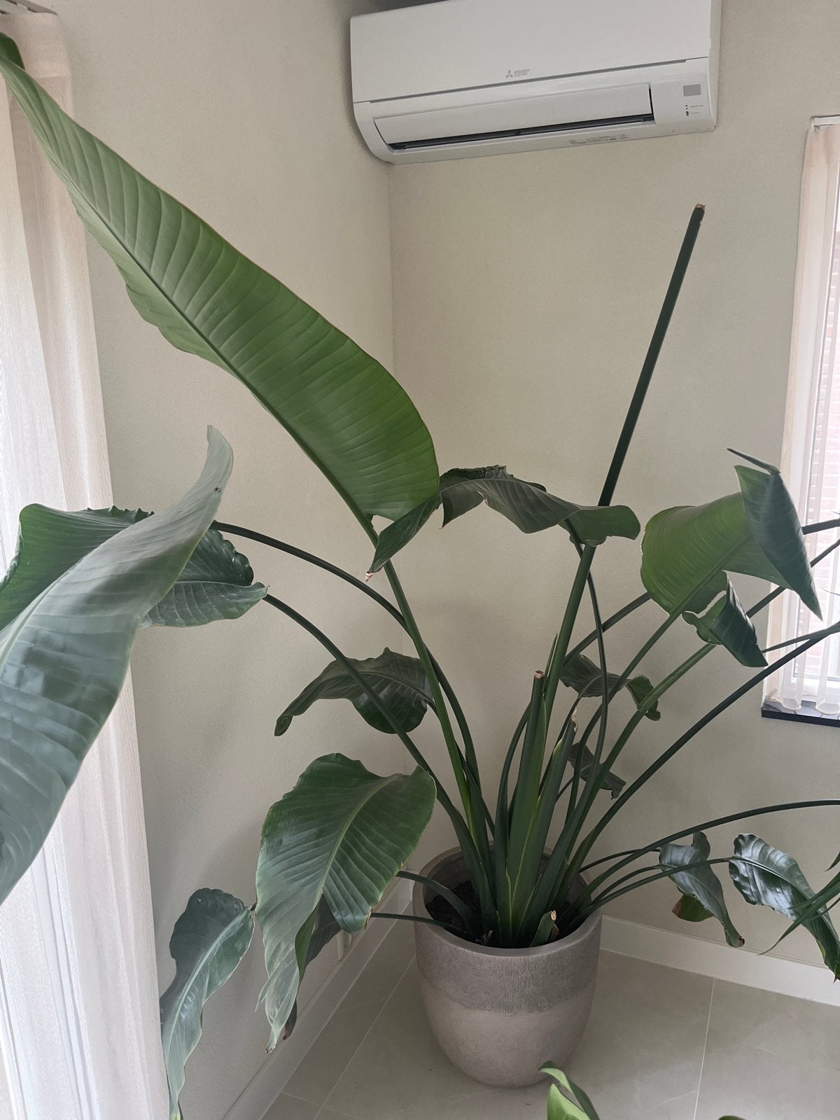 Grote Strelitzia Nicolai - Paradijsvogelplant, Ophalen, Overige soorten, Halfschaduw, In pot