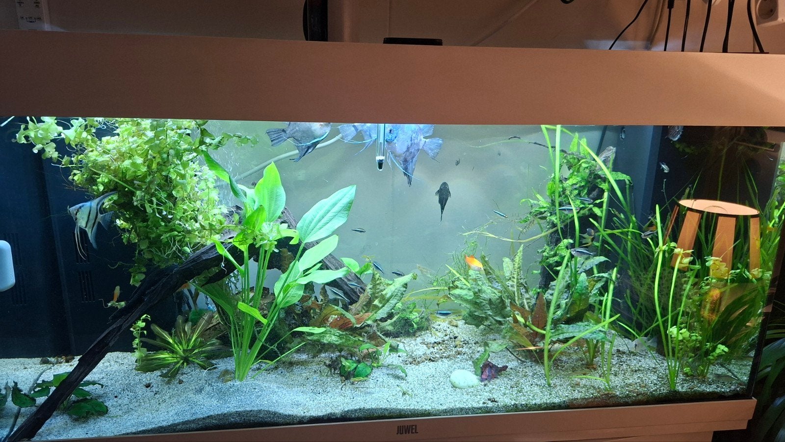 juwel aquarium 180 liter met meubel, Ophalen, Gebruikt, Leeg aquarium