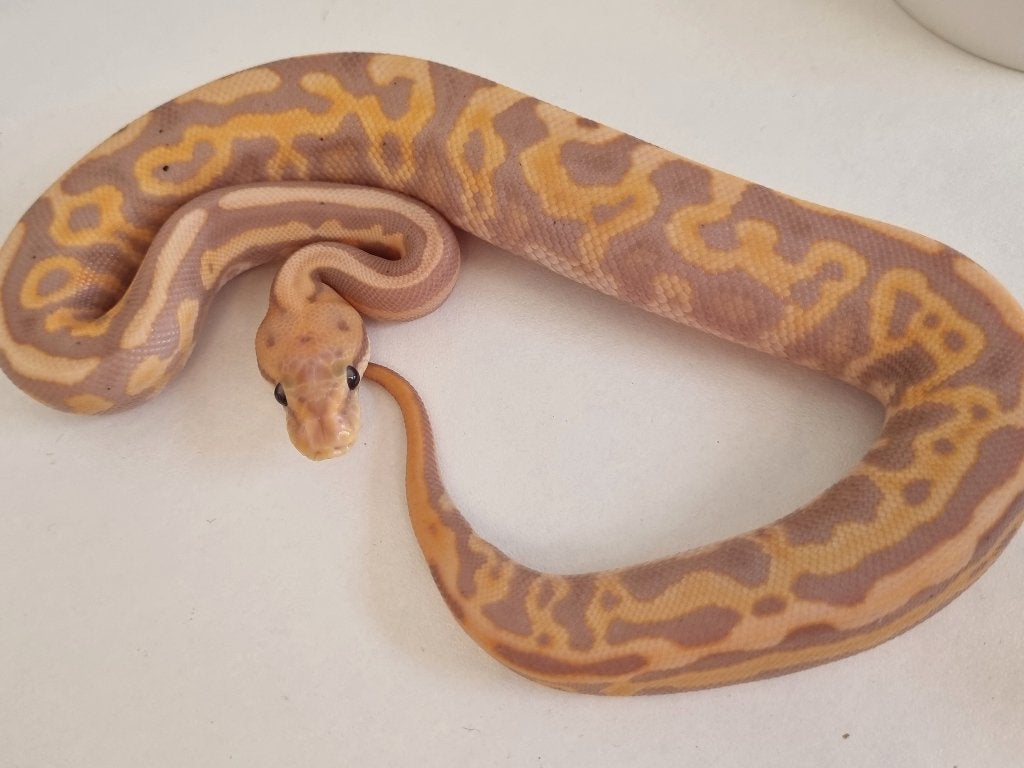 1.0 banana black pastel leo spotnose od het clown 66% pied Ball Python photo 4