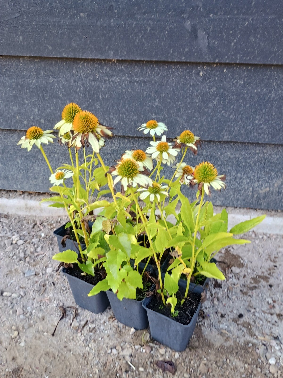 Echinacea 'Poweoe White' in P9 pot, Ophalen