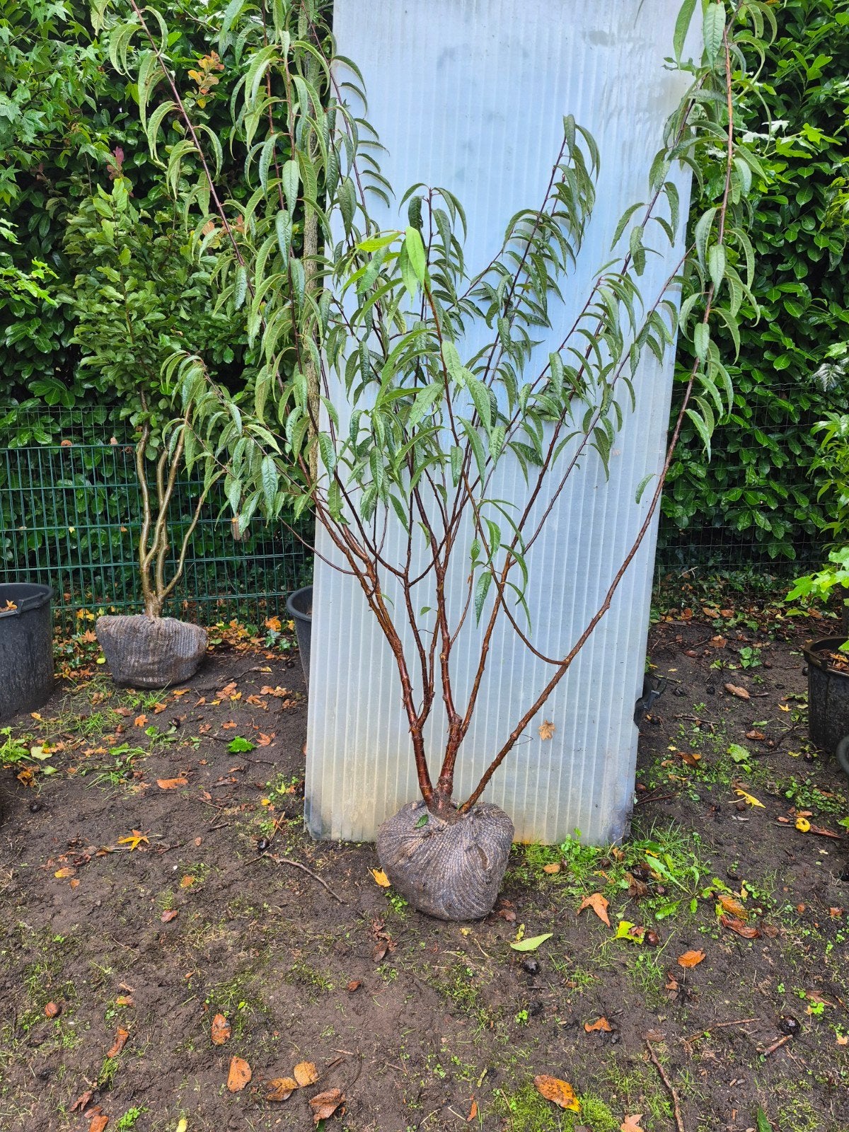 Prunus sierkers met mooie bast, Overige soorten, Lente, 100 tot 250 cm, Ophalen