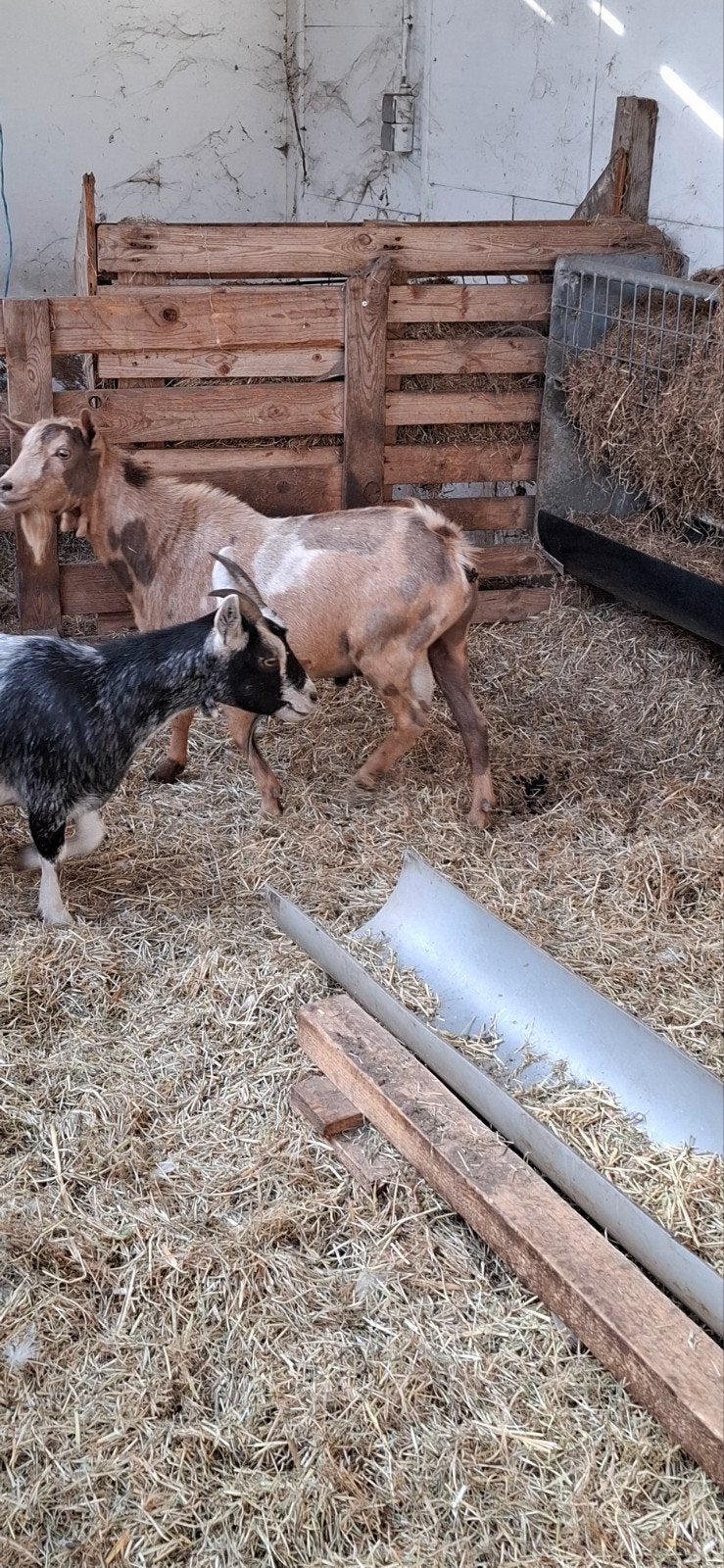 hele mooie maanvlek dekbok, Dieren en Toebehoren, Mannelijk, Geit