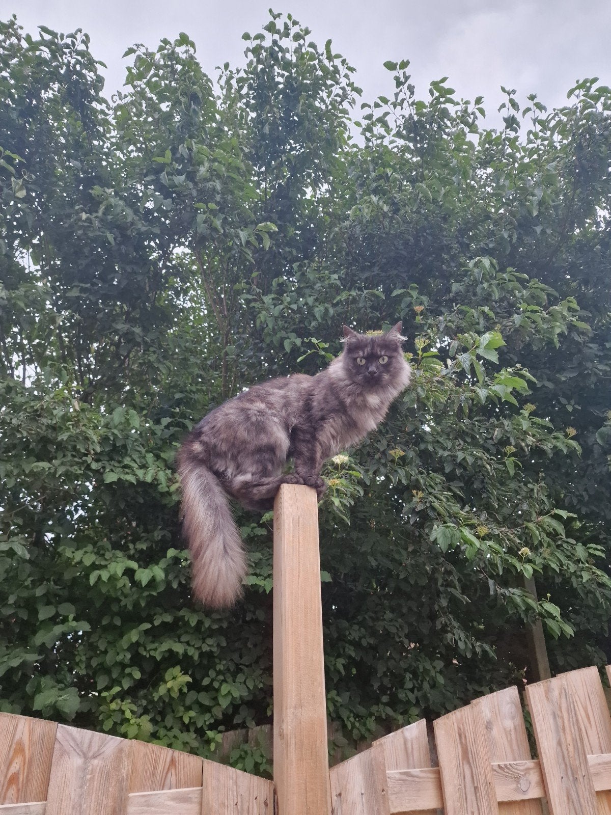 5-jarige Siberische kruising poes