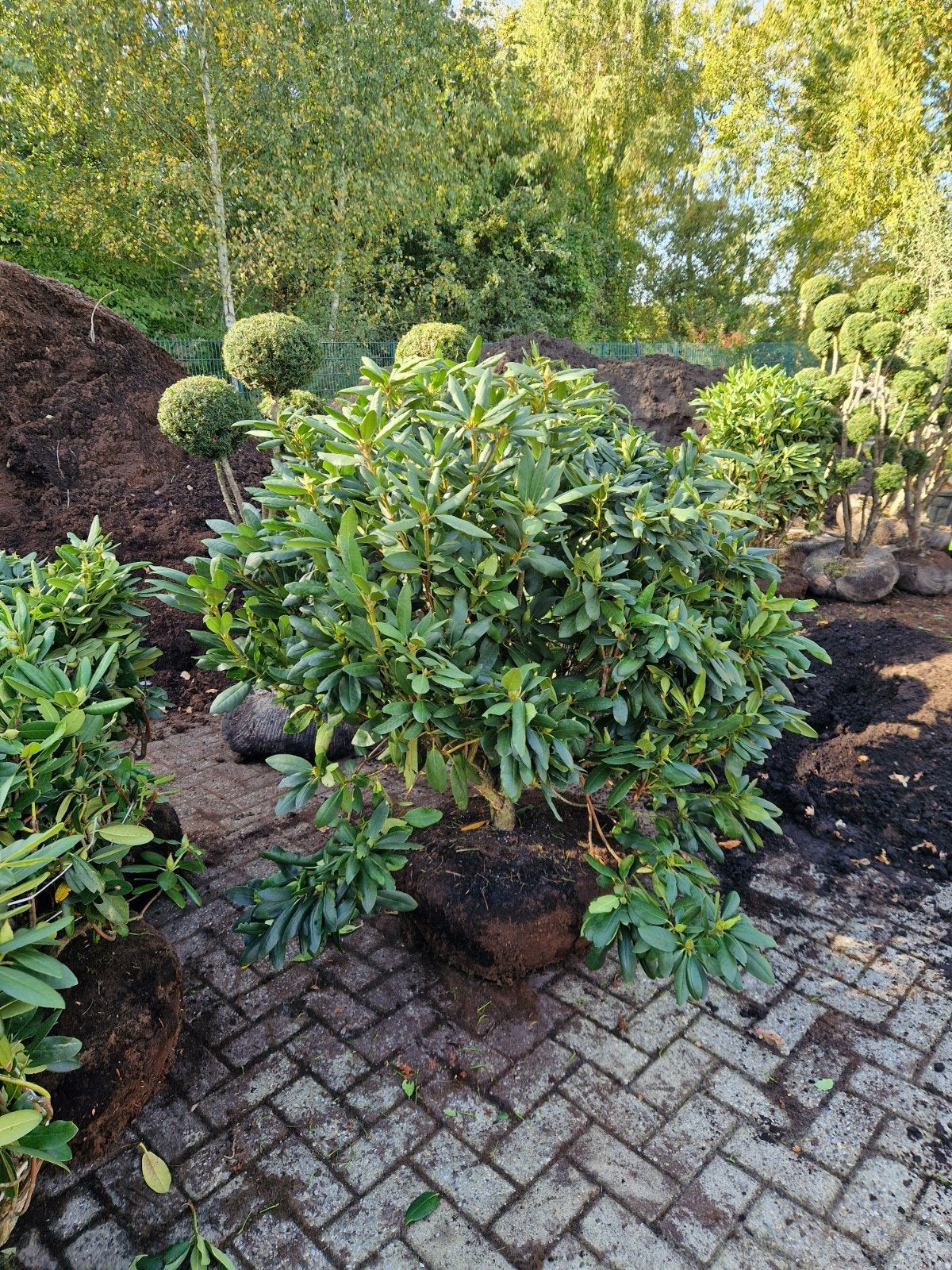 Rhododendron Roseum Elegans - 80-100cm, Tuin en Terras, Vaste plant, Halfschaduw, Lente, Ophalen