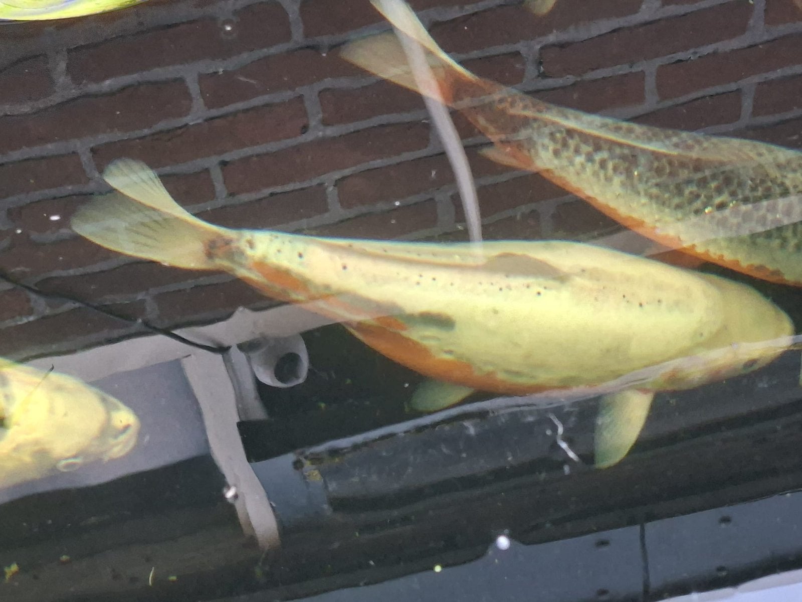 2 koi vissen, Karper of Koi