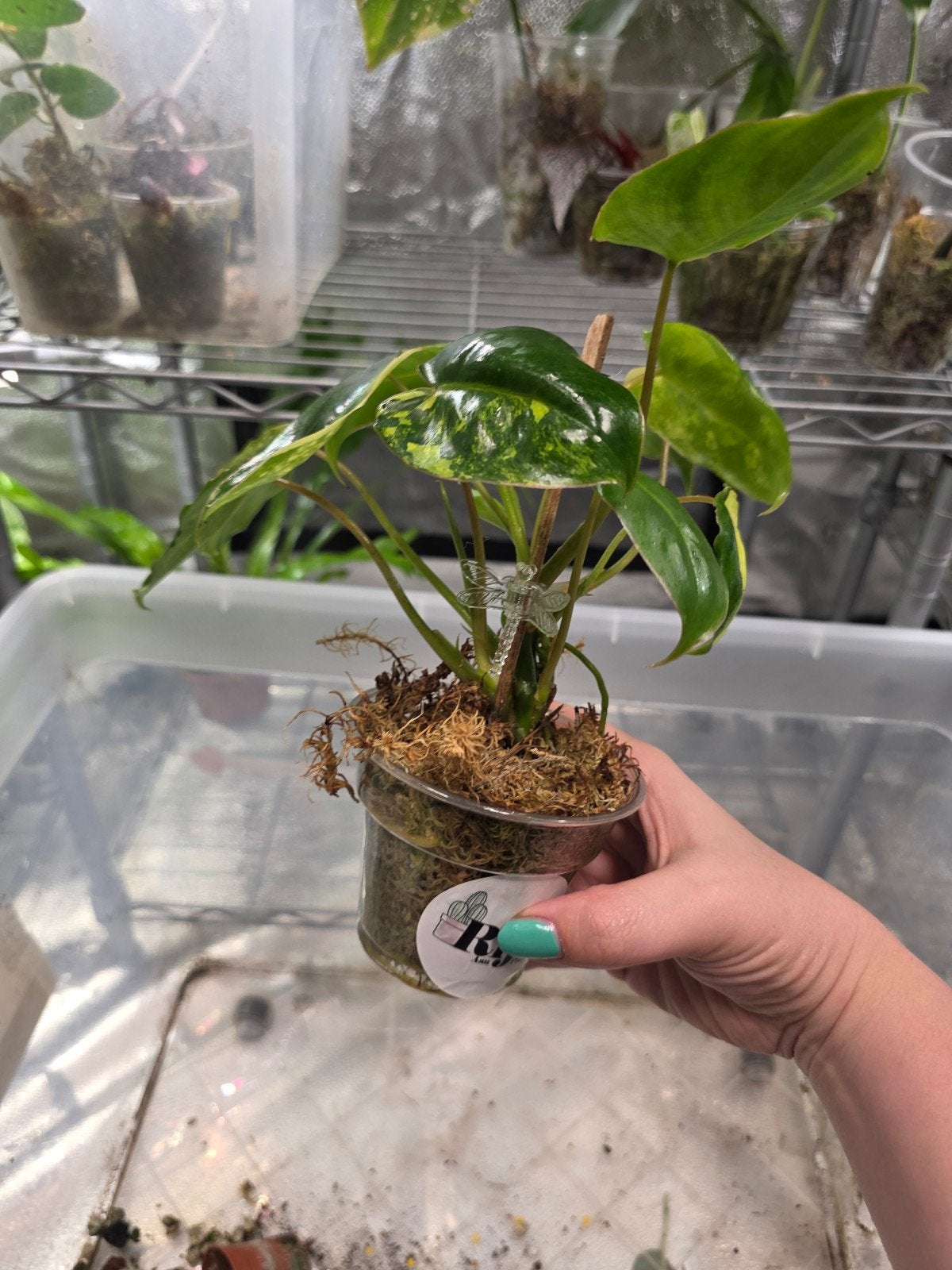 philodendron burle marx vari, Huis en Inrichting, Kamerplanten, Ophalen of Verzenden, Halfschaduw, Minder dan 100 cm