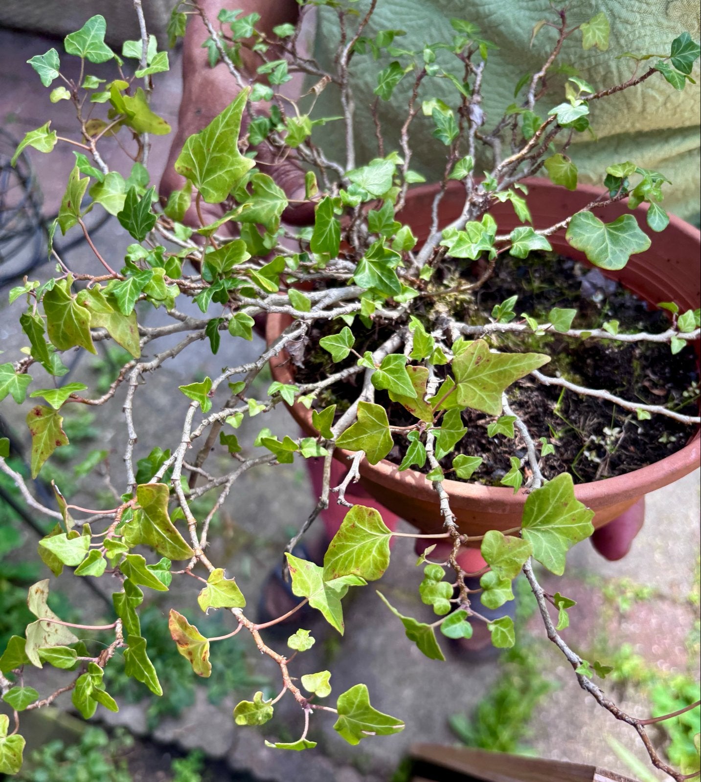 Hedera, klimplant, vaste plant, Minder dan 100 cm, Overige soorten, In pot, Ophalen of Verzenden