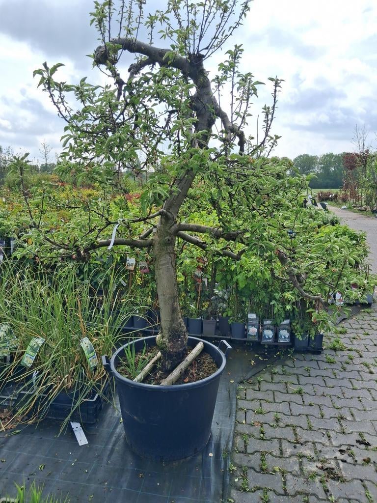 Oude karakteristieke laagstam Elstar appelboom fruitbomen, Tuin en Terras, Planten | Fruitbomen, Lente, Volle zon, In pot, Ophalen of Verzenden