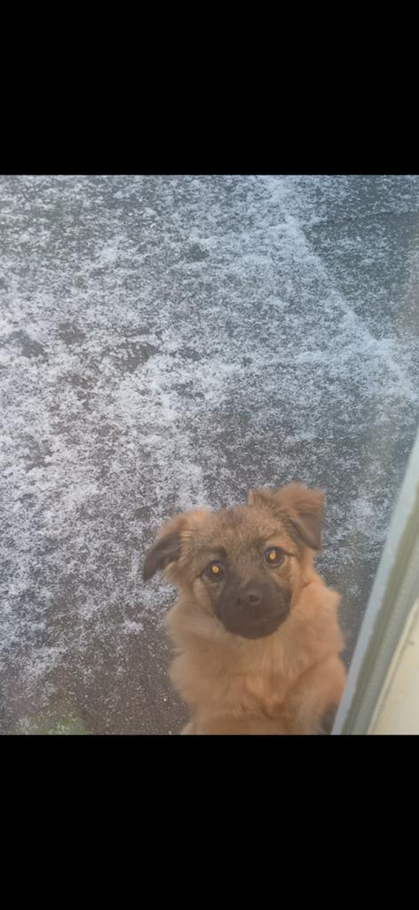 Kleine hond teefje, Dieren en Toebehoren, 1 tot 2 jaar, Teef, Eén hond, Klein