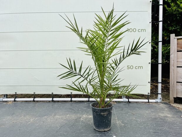 Palmboom - Phoenix Canariensis - Stamhoogte 5 cm, Bloeit niet, Ophalen of Verzenden, 100 tot 250 cm, Palmboom