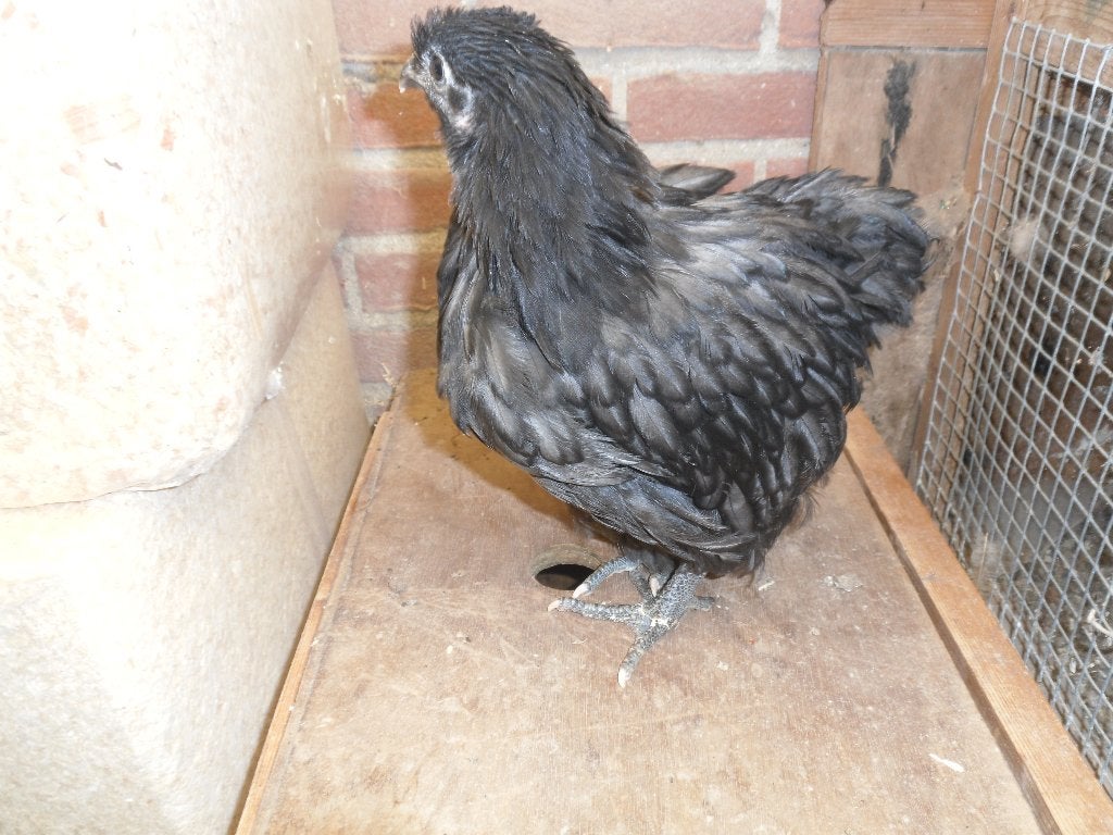 t.k. 2 Orpington groot kuikens hennen blauw-zwart gezoomd, Dieren en Toebehoren, Pluimvee, Meerdere dieren, Kip
