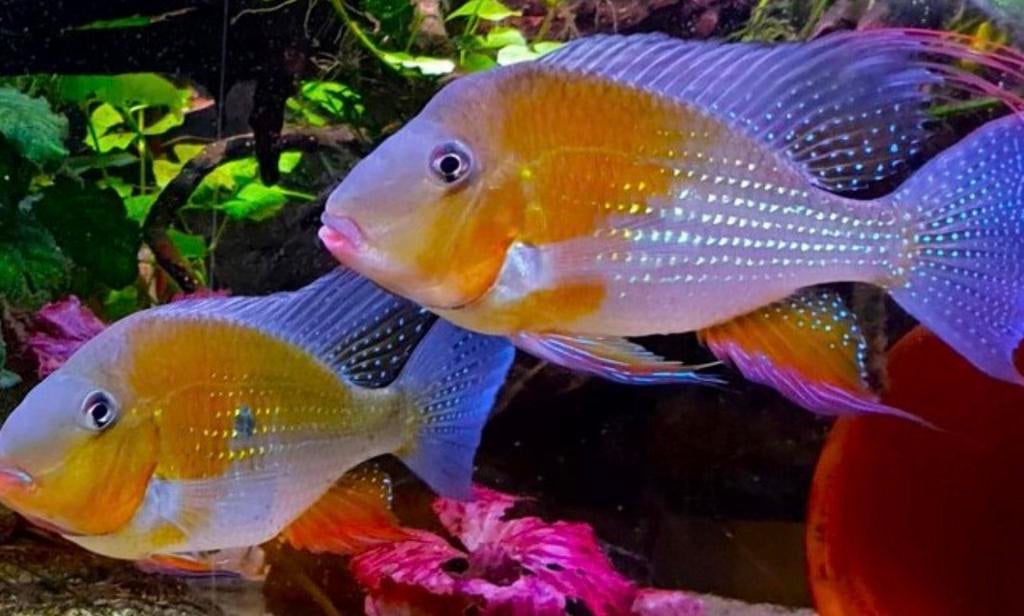 Zuid Amerikaanse Cichliden Acarichthys Heckelii Red, Dieren en Toebehoren, Vis