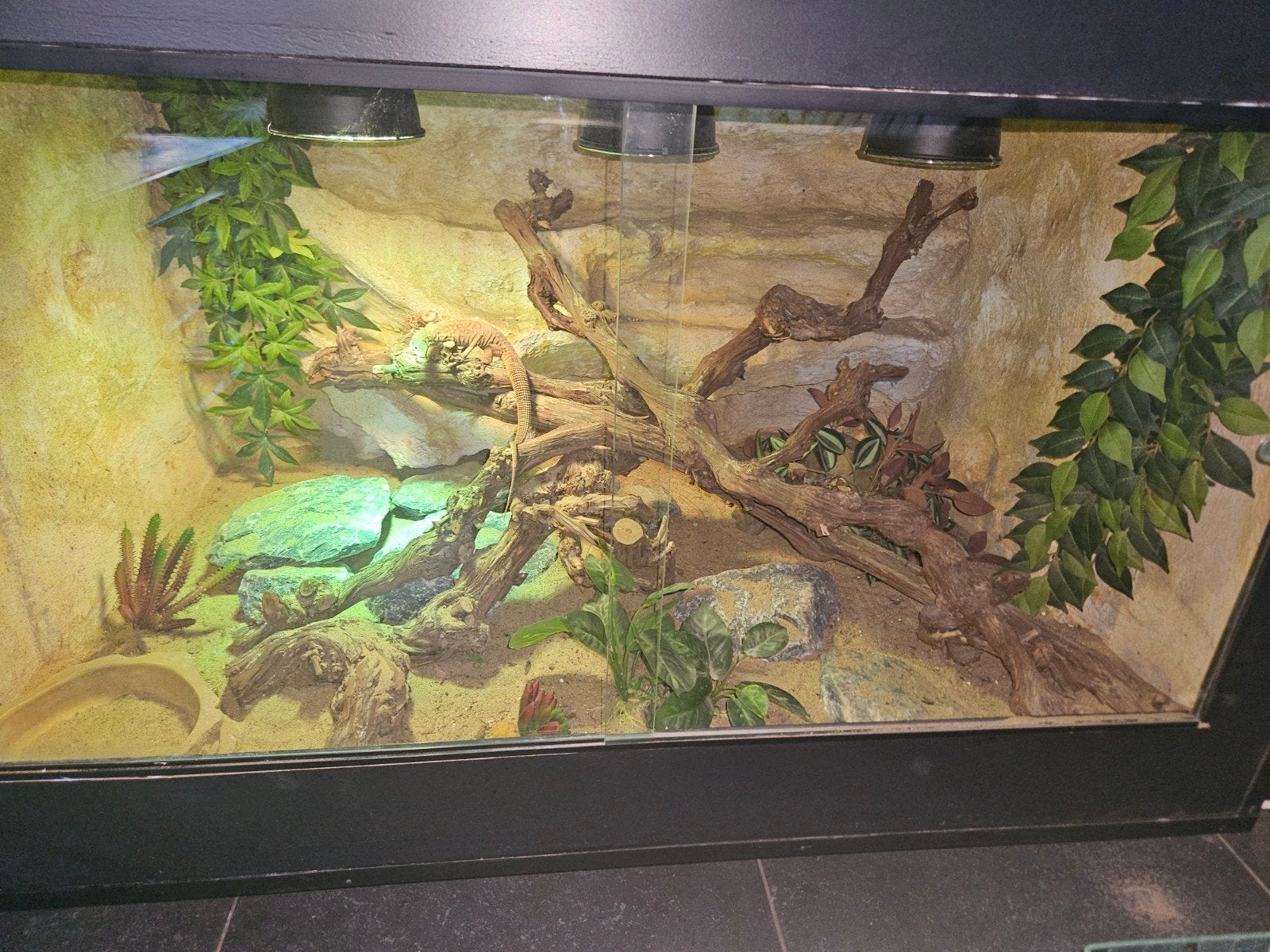 varanus acanthures incl terrarium, Dieren en Toebehoren, Ophalen, Zo goed als nieuw