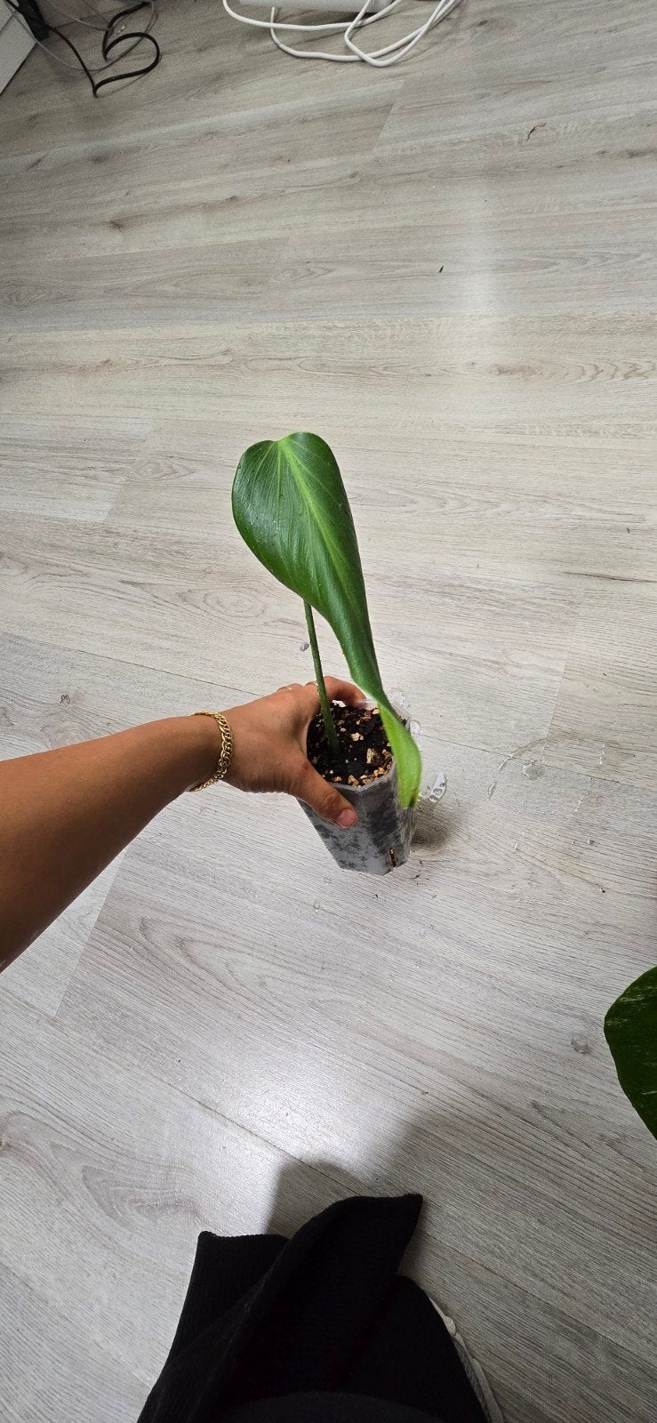 Monstera Burle Marx Flame stek - goed geworteld, Ophalen of Verzenden