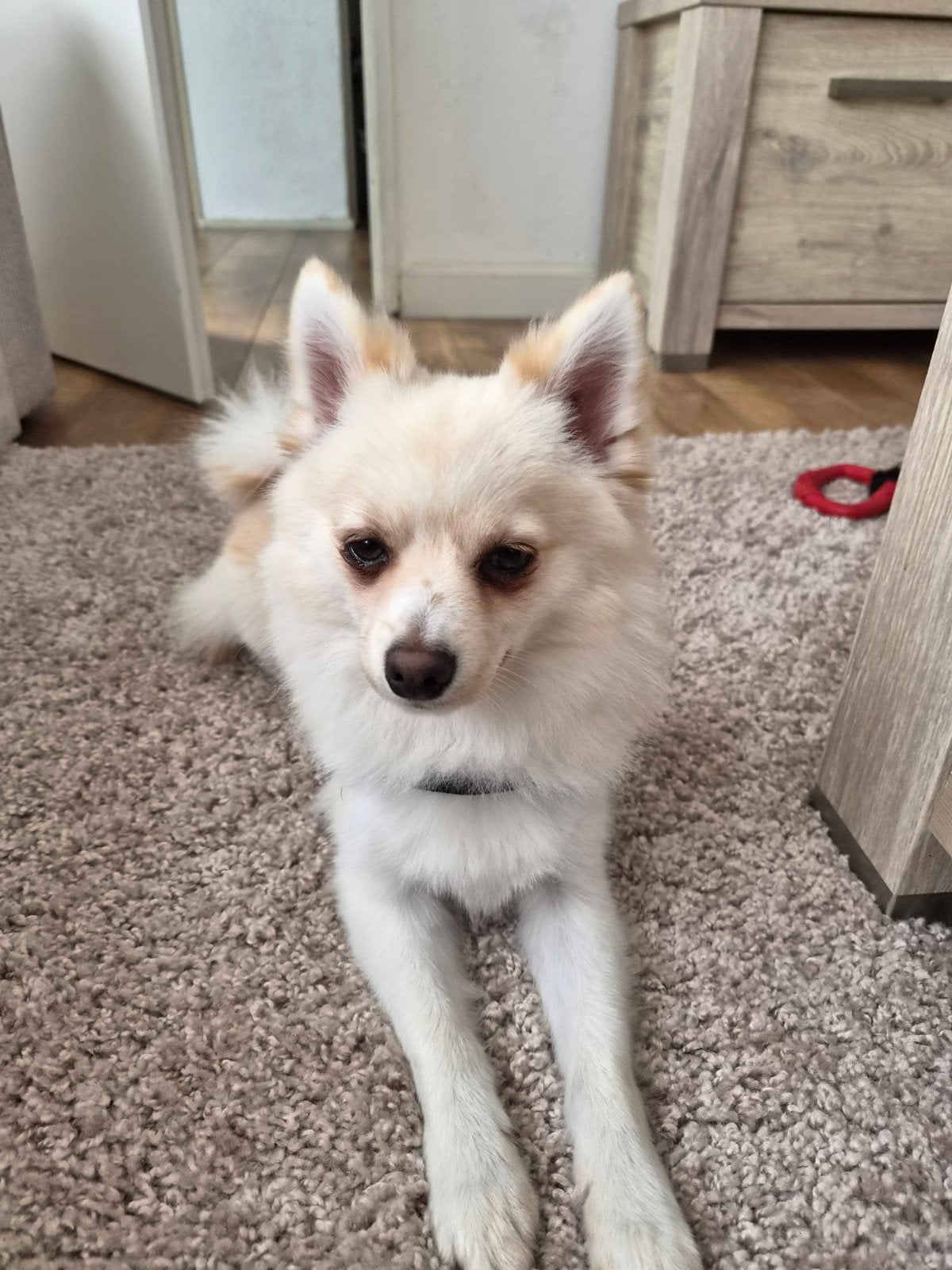 pomsky 15 maanden, Reu, 8 tot 15 weken, Eén hond, Klein