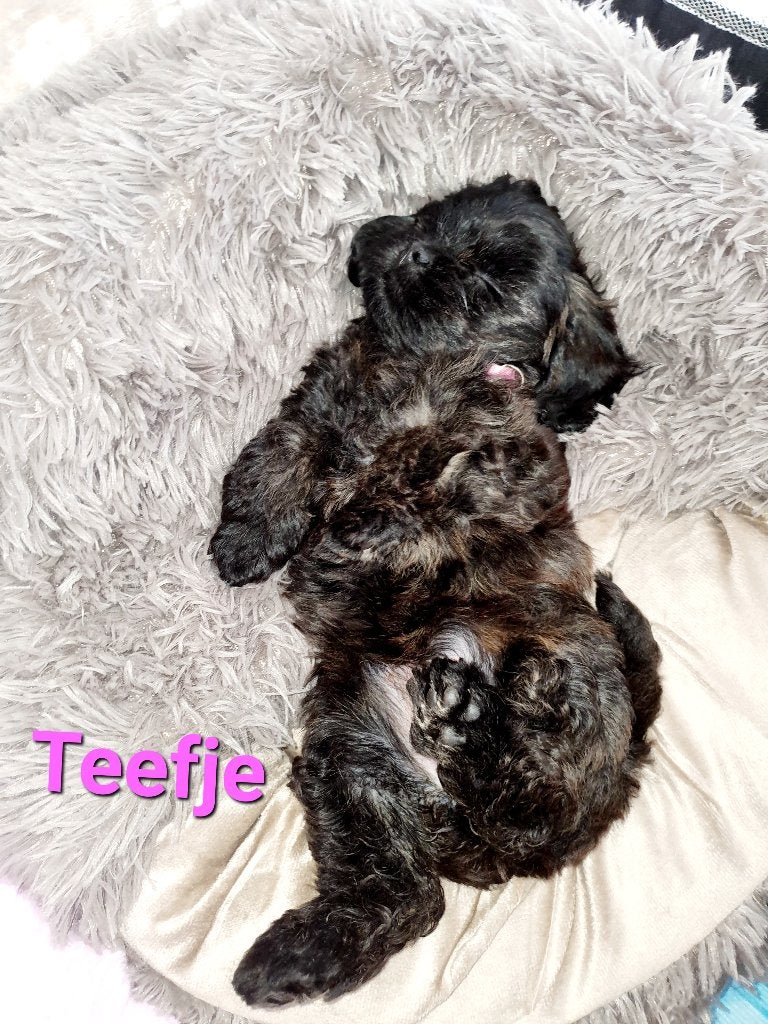 Toy poedel× lhasa apso pups getest ouders(7 weken ), Parvo, Overige rassen, 8 tot 15 weken, Meerdere