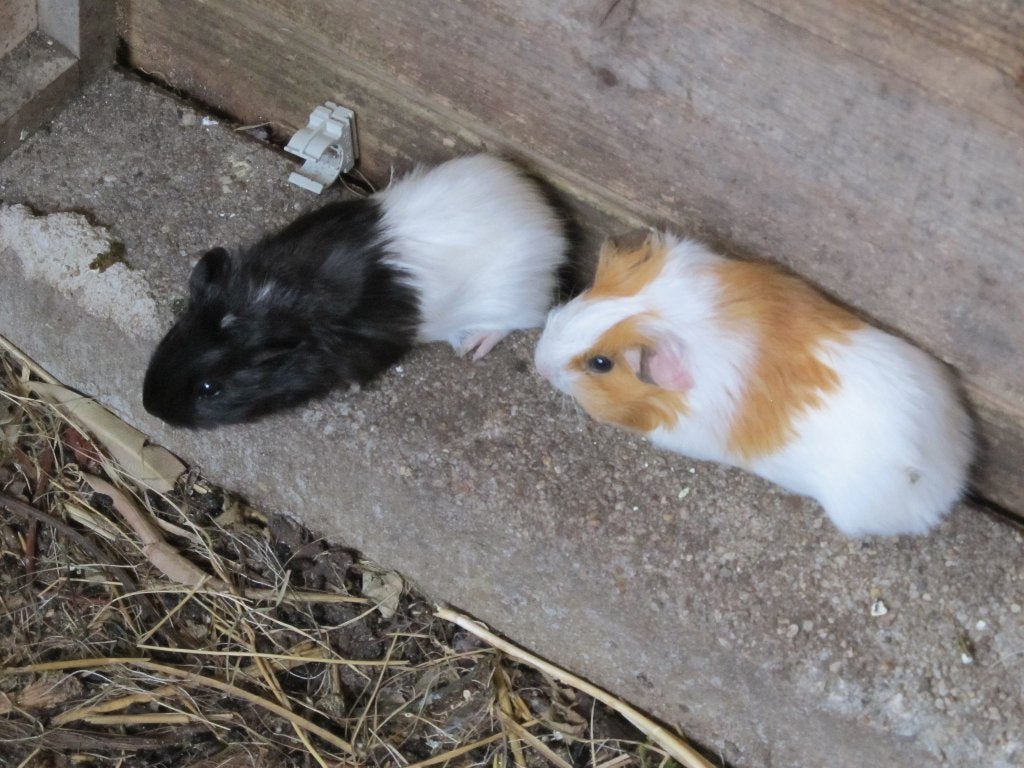 jonge cavia"'s, Dieren en Toebehoren, Juni, Meerdere dieren, Cavia