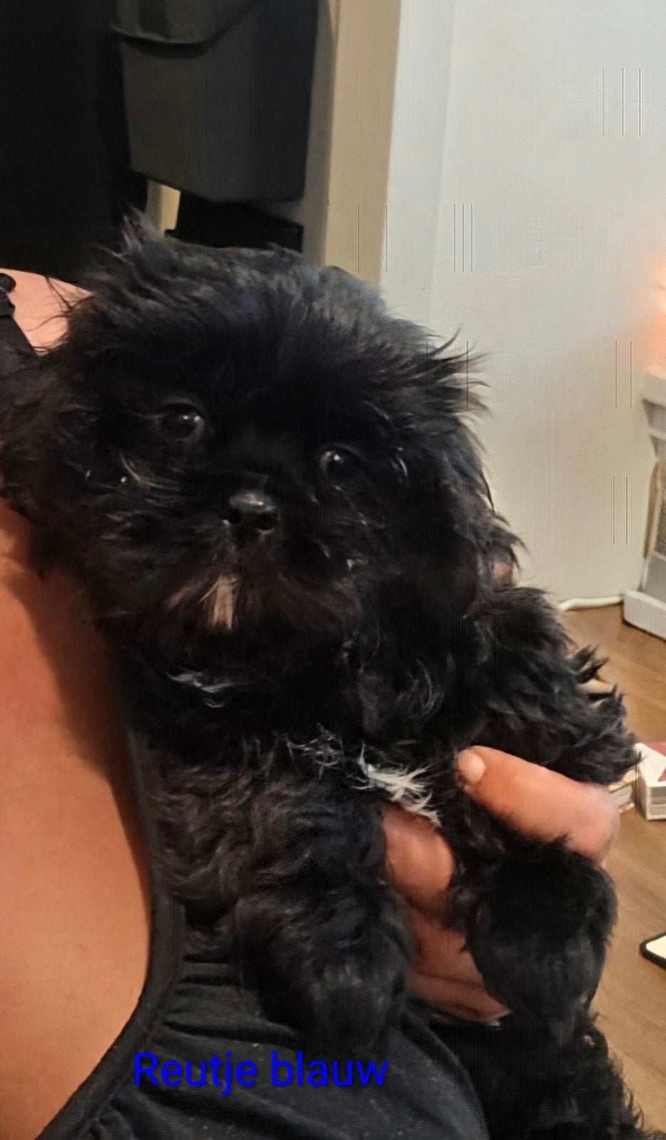 prachtige Boomer pups beschikbaar, Dieren en Toebehoren, Honden | Chihuahua's en Gezelschapshonden, 8 tot 15 weken, Meerdere, Meerdere dieren