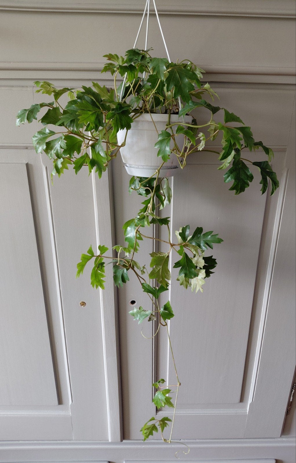 Cissus Rhombifolia 'Ellen Danica', Ophalen of Verzenden, Halfschaduw, Minder dan 100 cm