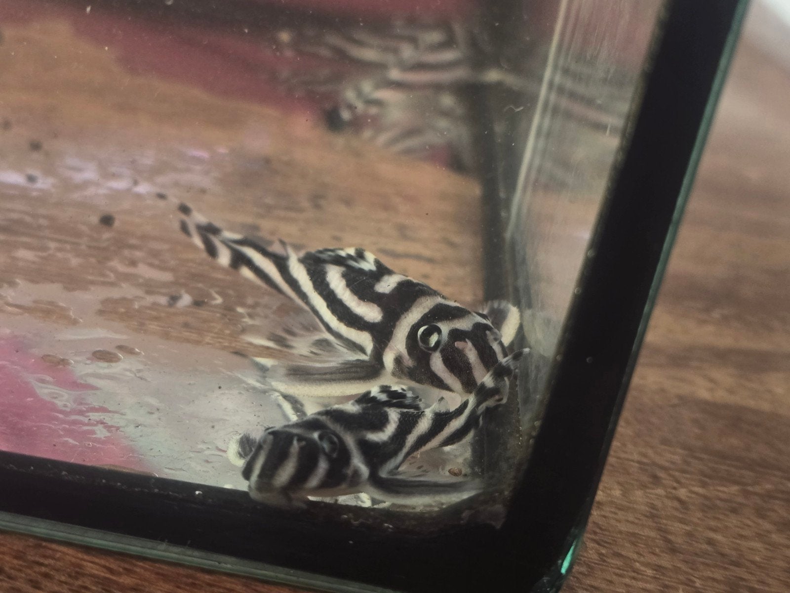 Prachtige L046 Zebra Pleco’s (Volwassen & Jongen), Dieren en Toebehoren, Vis