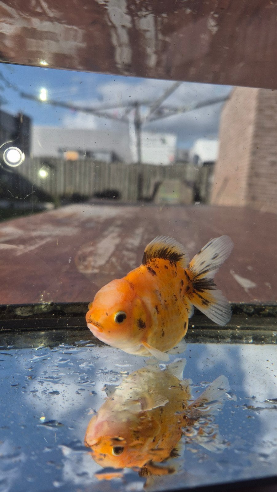 Oranda goudvis, Dieren en Toebehoren, Vis