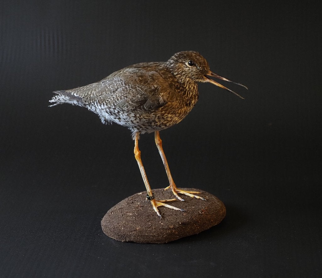 Opgezette Tureluur, Ophalen of Verzenden, Nieuw, Vogel, Opgezet dier