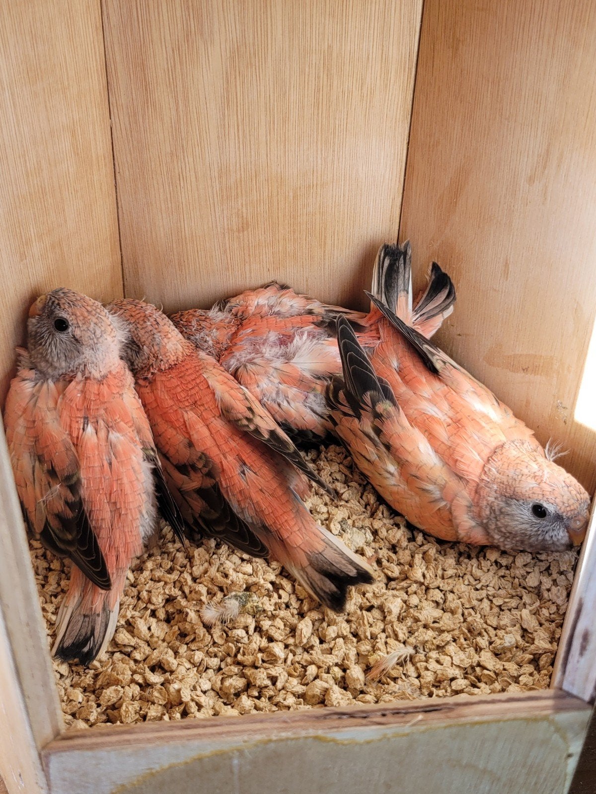4 jonge roze Bourke parkieten, Dieren en Toebehoren, Meerdere dieren, Parkiet