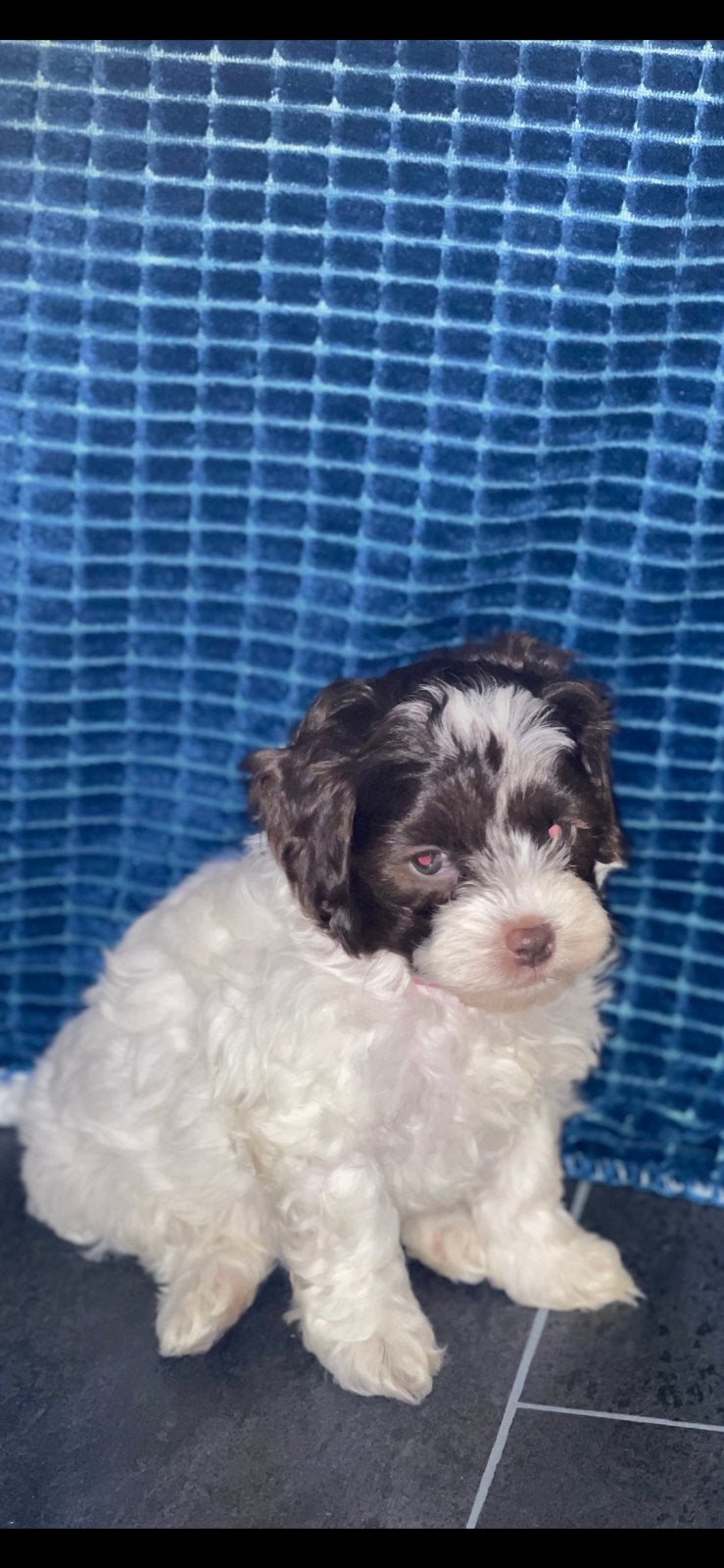 Boomer pups choco/choco bont 💥, Dieren en Toebehoren, Parvo, Overige rassen, 8 tot 15 weken, Meerdere