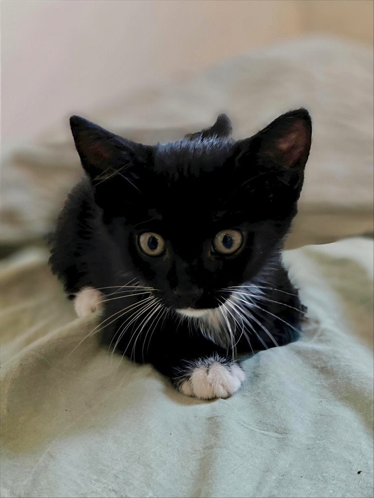 Kitten aangeboden, Meerdere dieren, Kortharig, 0 tot 2 jaar