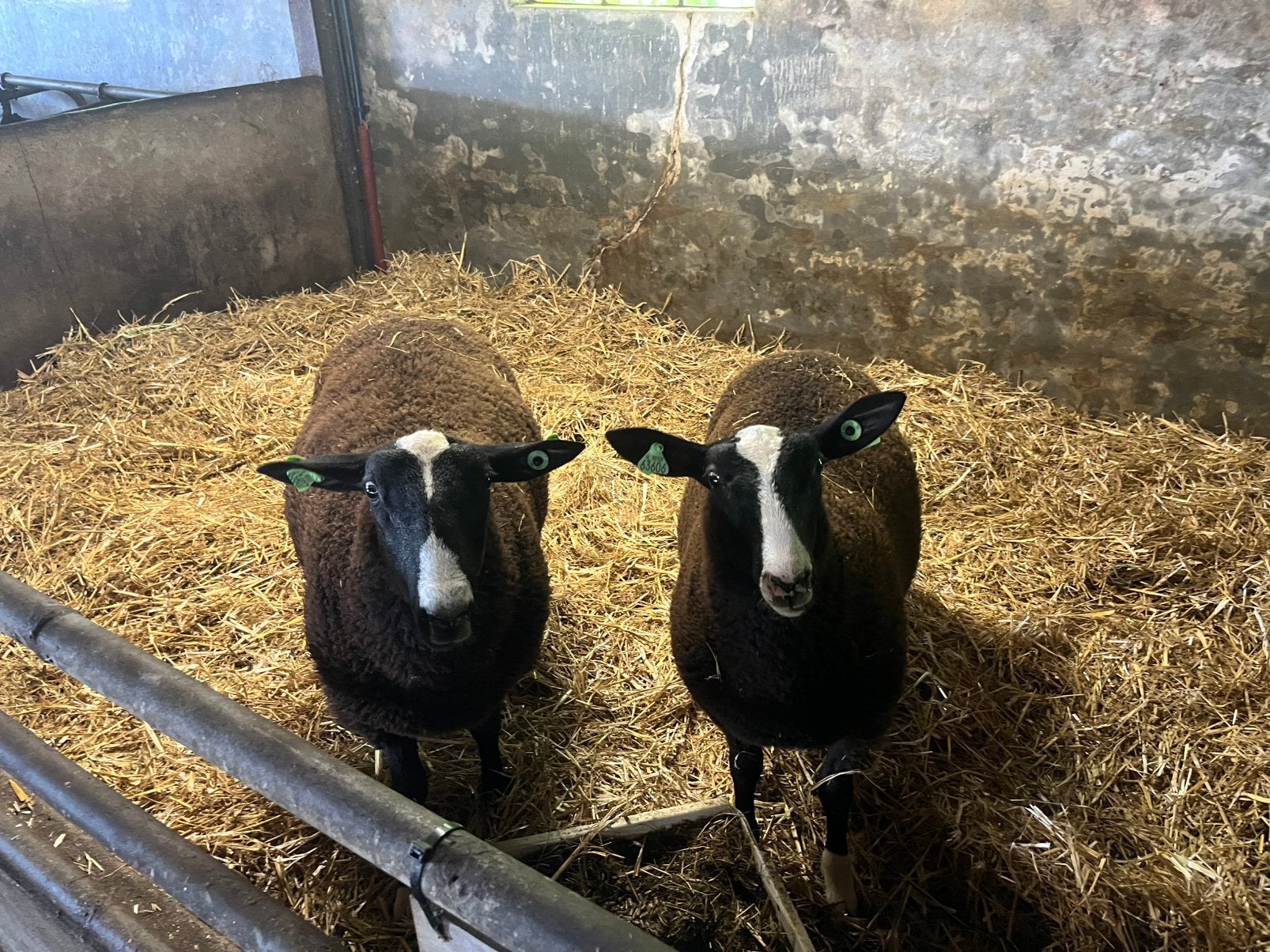 Zwartbles ram