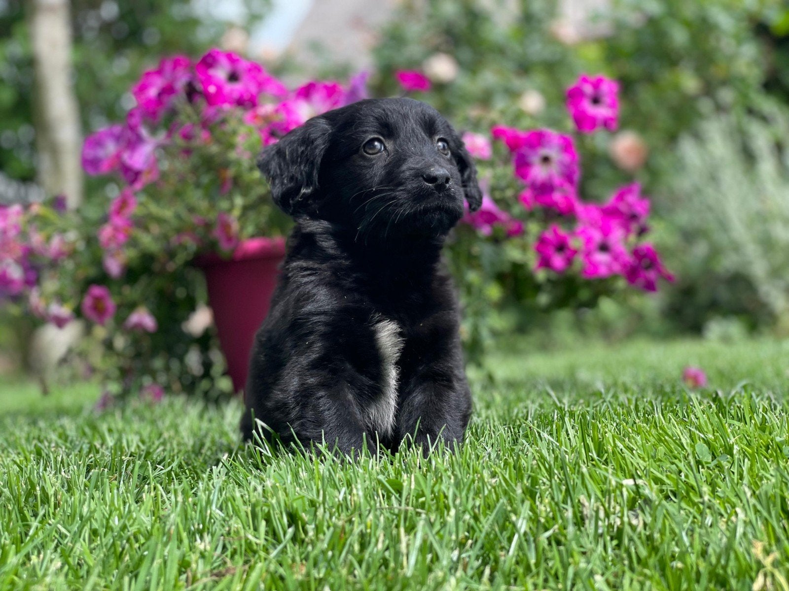 Lieve Friese Stabij x Golden Retriever pups uit stamboomlijn, Dieren en Toebehoren, Honden | Retrievers, Spaniëls en Waterhonden