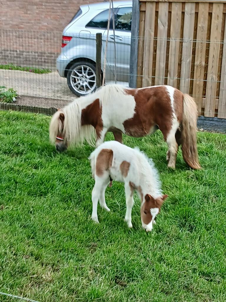 Te koop een hele mooie vos bonte merrie met veulen, Dieren en Toebehoren, Merrie, A pony (tot 1.17m), Gechipt, 11 jaar of ouder