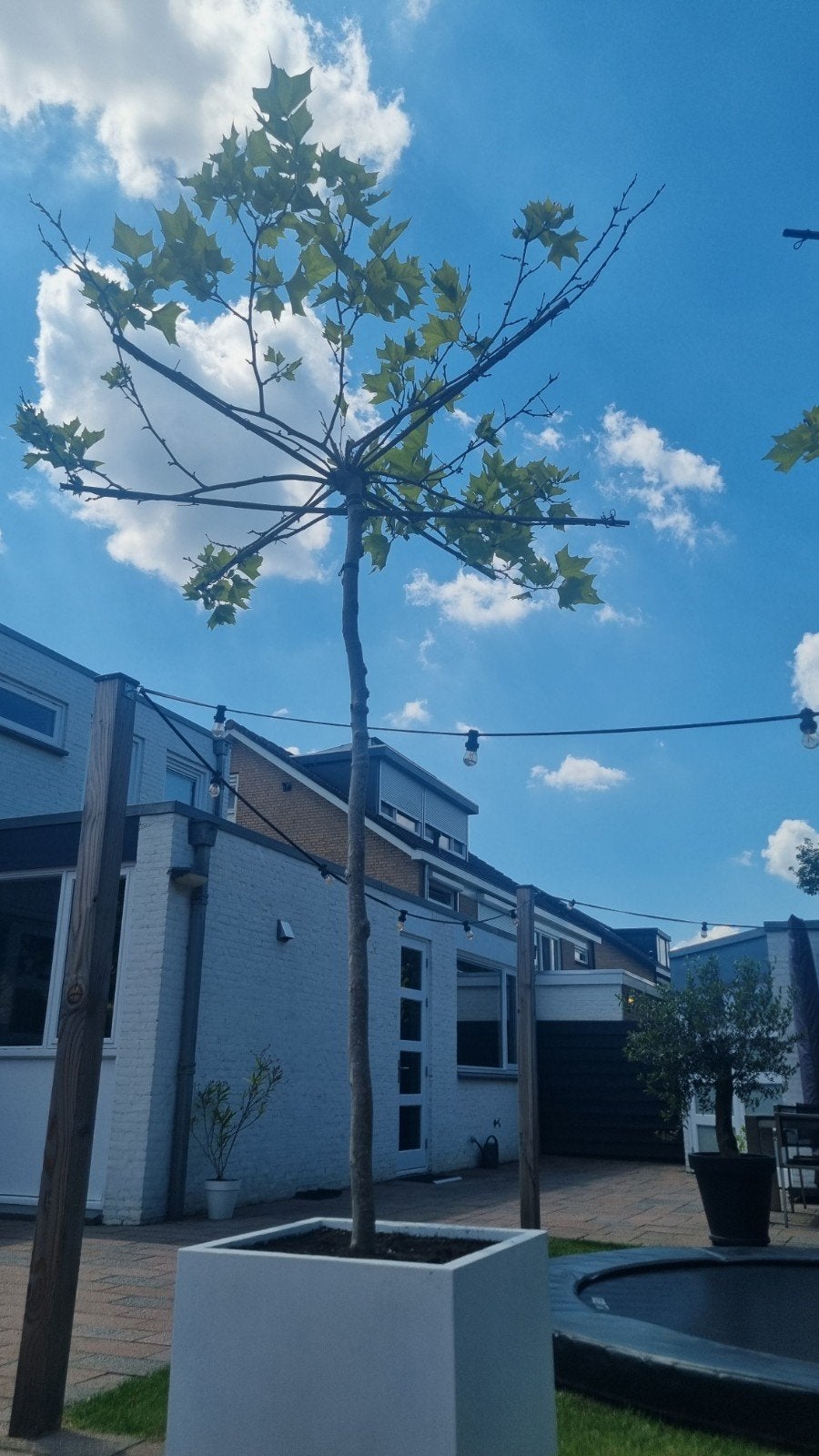 Dakplataan 2x, Tuin en Terras, Overige soorten, 100 tot 250 cm, Zomer, Ophalen